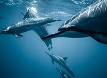 蘑菇影视在线观看深度揭秘：猛料风波背后，圈内人在酒店房间的角色异常令人意外